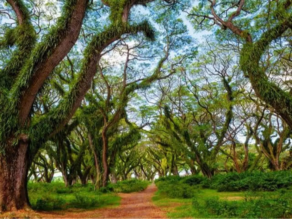 Hutan De Djawatan Bayuwangi