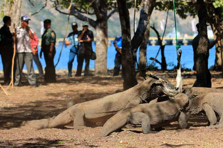 Taman Nasional Komodo